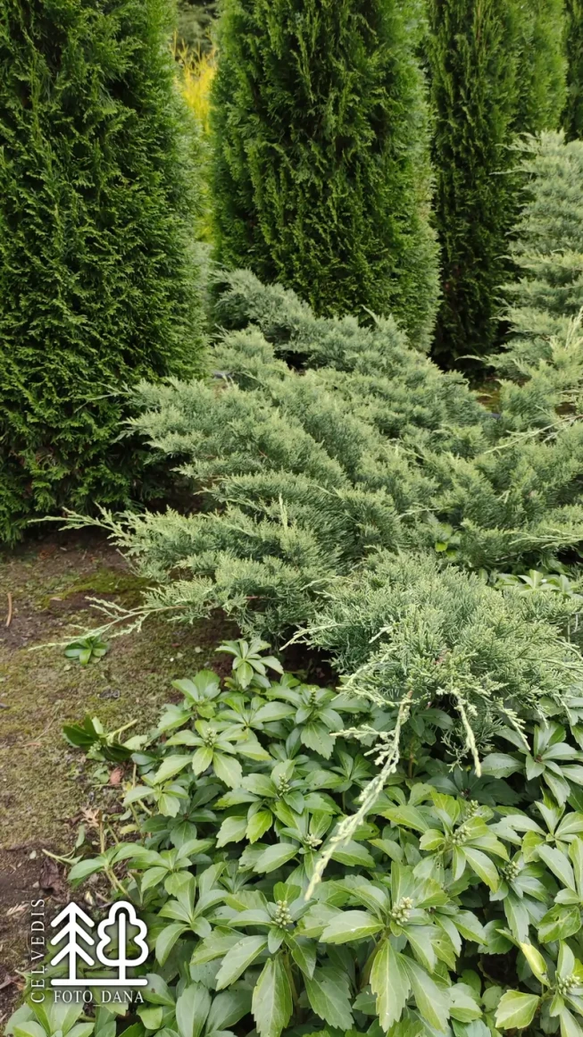 Juniperus virginiana   'Golden Spring'